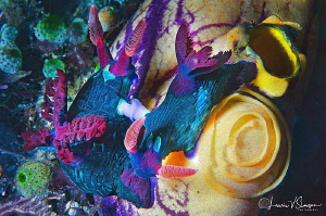 Nembrotha Chamberlaini Mating and Laying Eggs/Photographe... by Laurie Slawson 